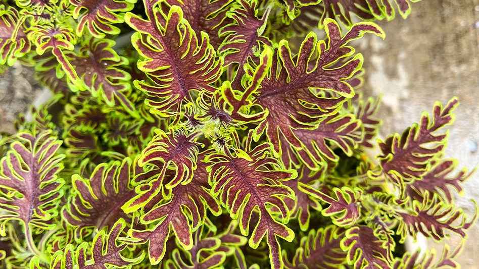 A plant with feathered green and red leaves.