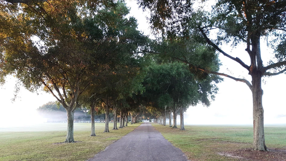 An asphalt road running through a green grassy area, with trees growing along both sides of the road.