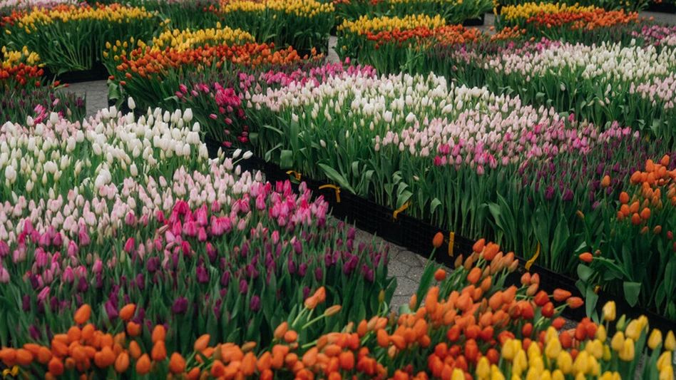 Displays of white, pink, purple, orange and yellow tulips.