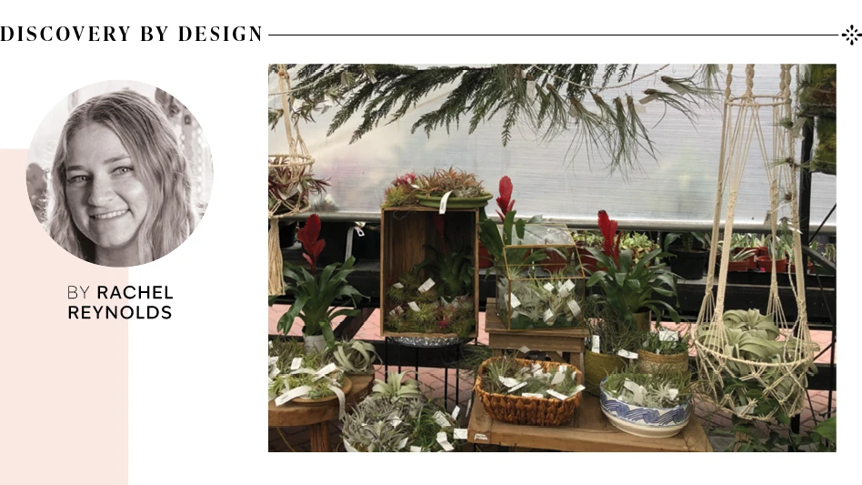 A display of plants in a garden center.