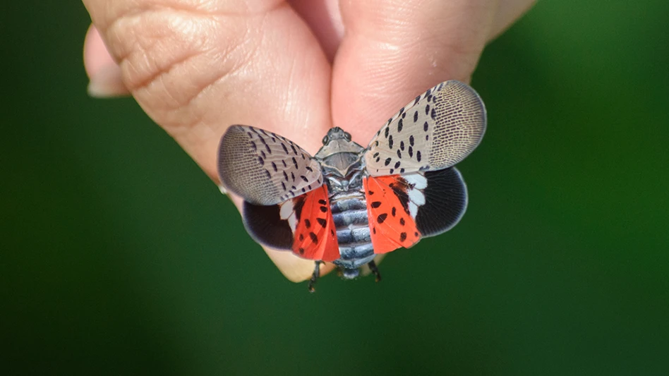 A gray, red, black and white spotted lanternfly sitting on a human finger and thumb.