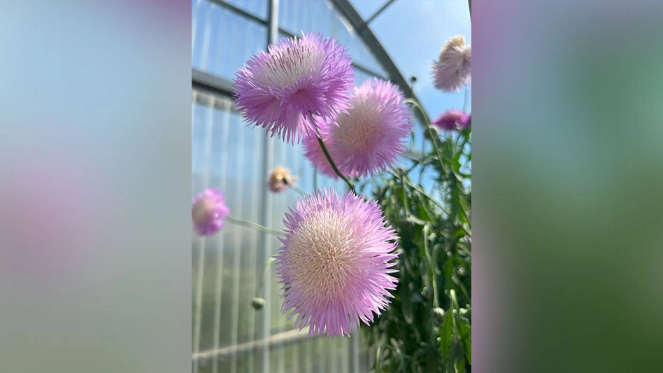 A flower with spiky, puffy purple and white petals with green leaves growing in a greenhouse.