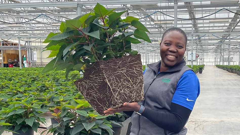 Photo of a woman holding a poinsettia in a greenhouse.
