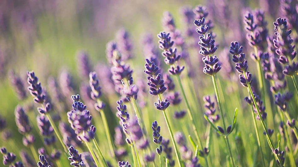 Tall, upright plants with purple flowers and green stems growing in a field.