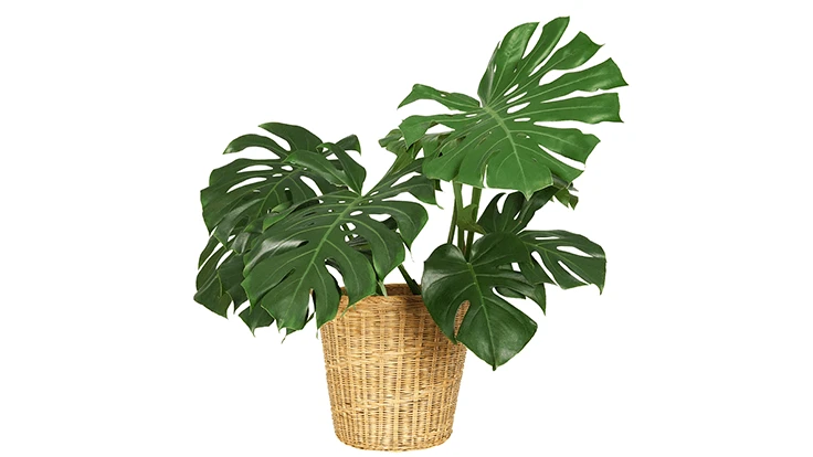 inueng | Adobe Stock