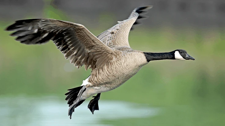 Adobe Stock | dolphins4305