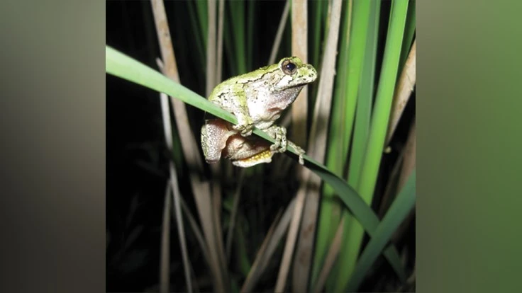 A gray tree frog rests on a cattail.
