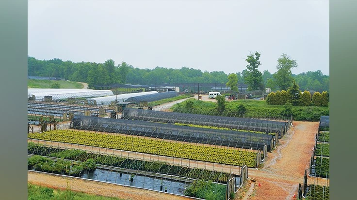 Photo by MATT MCCLELLAN