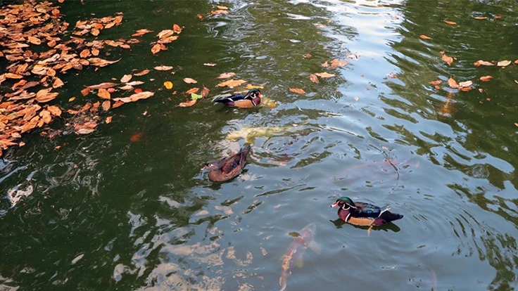 Photo courtesy of Leslie F. Halleck