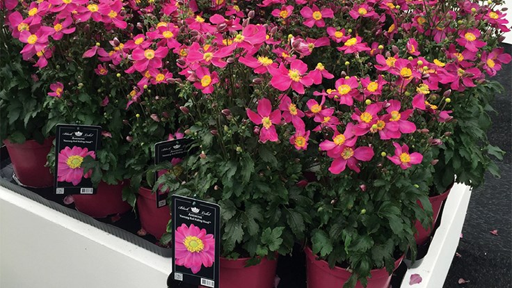 What’s trending in Europe Garden Center