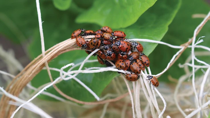 PHOTO COURTESY OF RAYMOND CLOYD