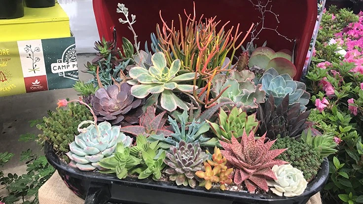 combination of red green and orange succulents