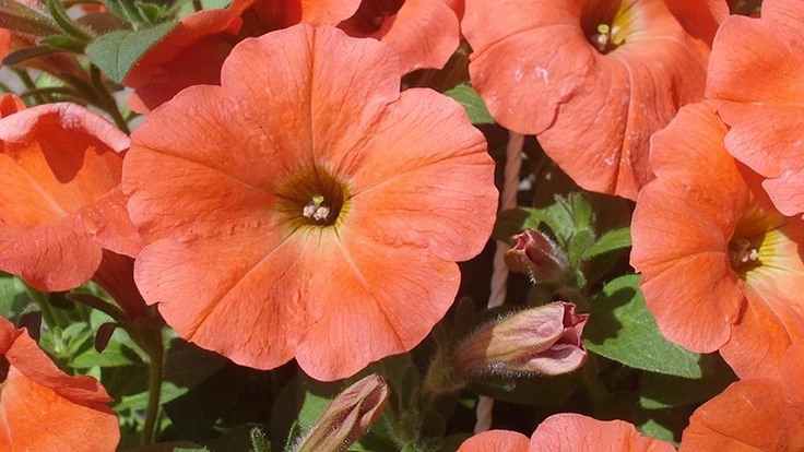 A close-up photo of orange petunias.