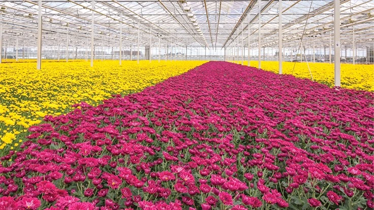 A row of magenta flowers and yellow flowers in a greenhouse