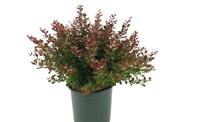 WorryFree Crimson Cutie Barberry
