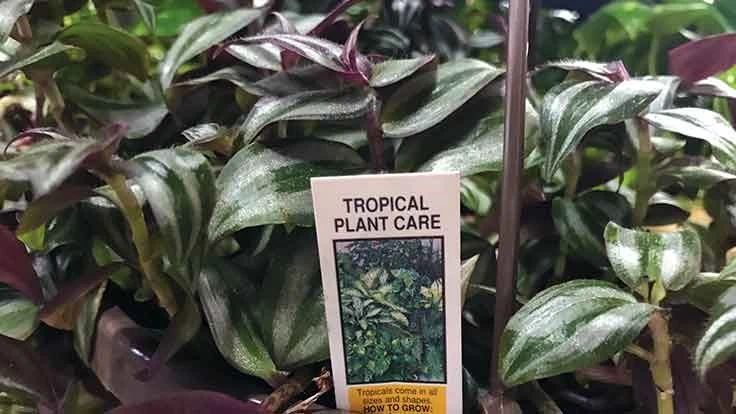 Plant tag