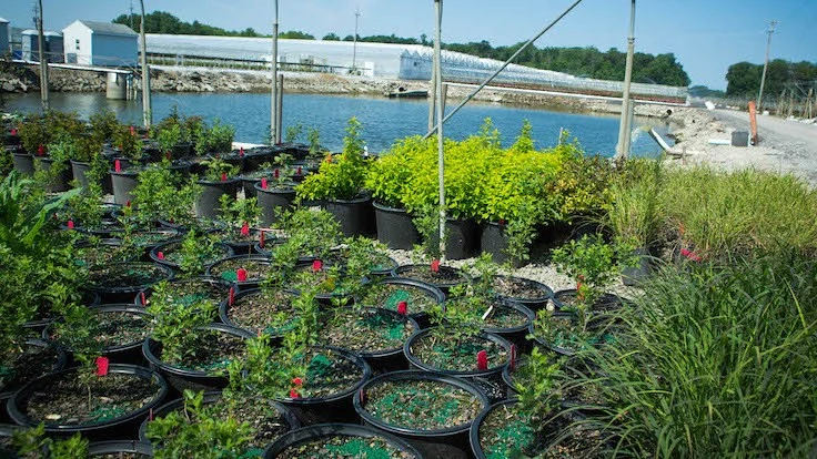 Photo by Laura Watilo Blake