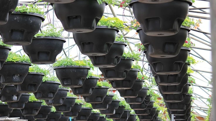 Rows of hanging plants hang in black pots.