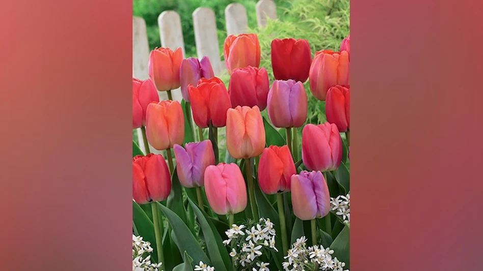 Netherland Bulb Co. Garden Center