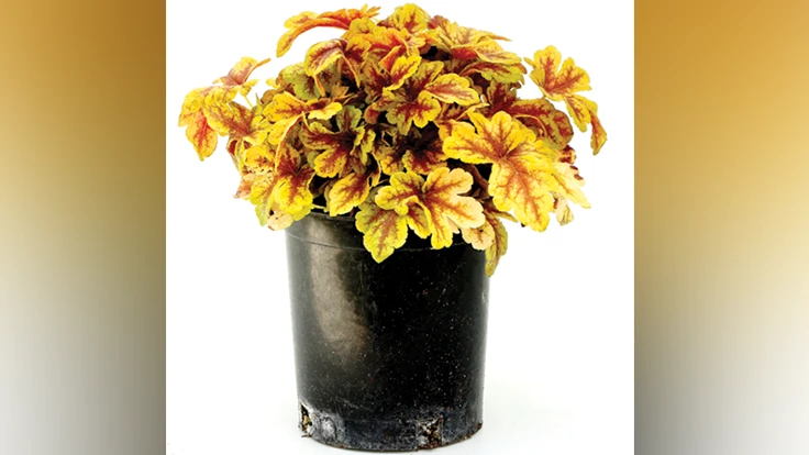 PHOTO COURTESY OF TERRA NOVA NURSERIES