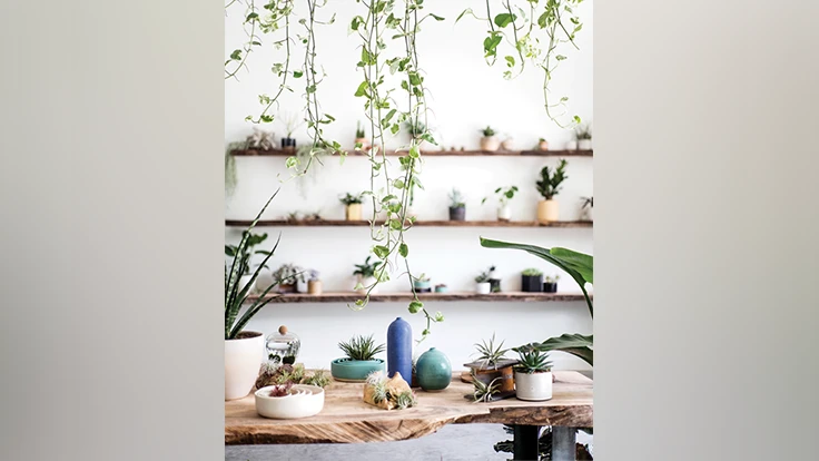 COURTESY OF STUMP PLANTS.