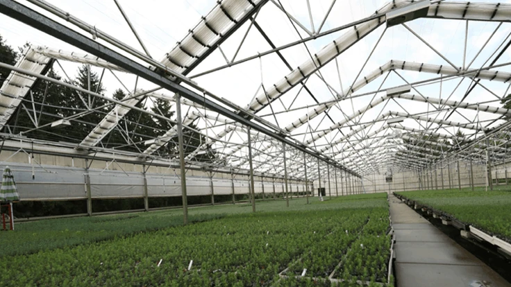 A greenhouse with green plants growing inside.
