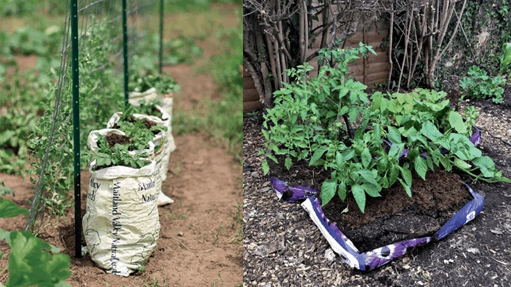 Bags of dirt and plants