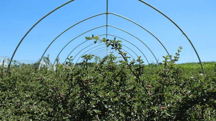 Green plants grow up a curved trellis