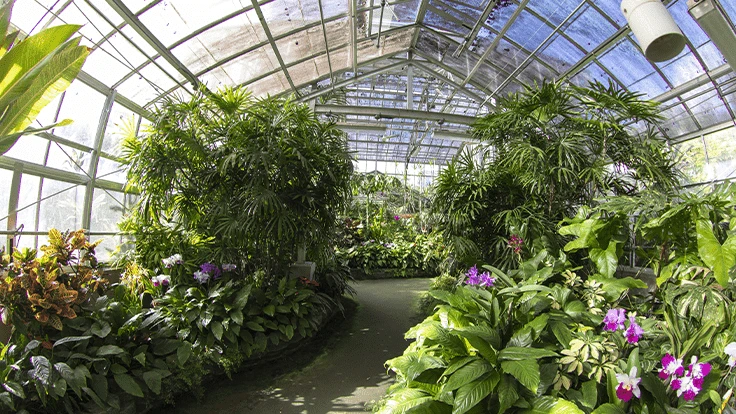 A greenhouse with green plants growing inside.