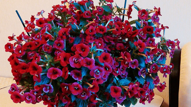 Achimenes 'Petite Fadette' 